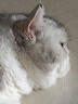 福丸 L型立式猫抓板 耐磨瓦楞纸板磨爪器不易掉屑猫窝猫玩具 实拍图