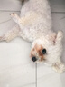 凯锐思比熊狗粮 幼犬成犬专用白色美毛比熊犬专用粮奶糕2kg 实拍图
