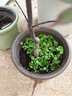爱丽思（IRIS）Deepot花盆加厚树脂控根圆口绿萝绣球月季多肉发财树塑料加仑花盆 8号浅绿色(口径约26.6cm)约8L 实拍图