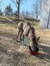 麦富迪狗粮 无谷牛肉双拼狗粮成犬 小型犬中大型犬通用10kg/20斤 实拍图