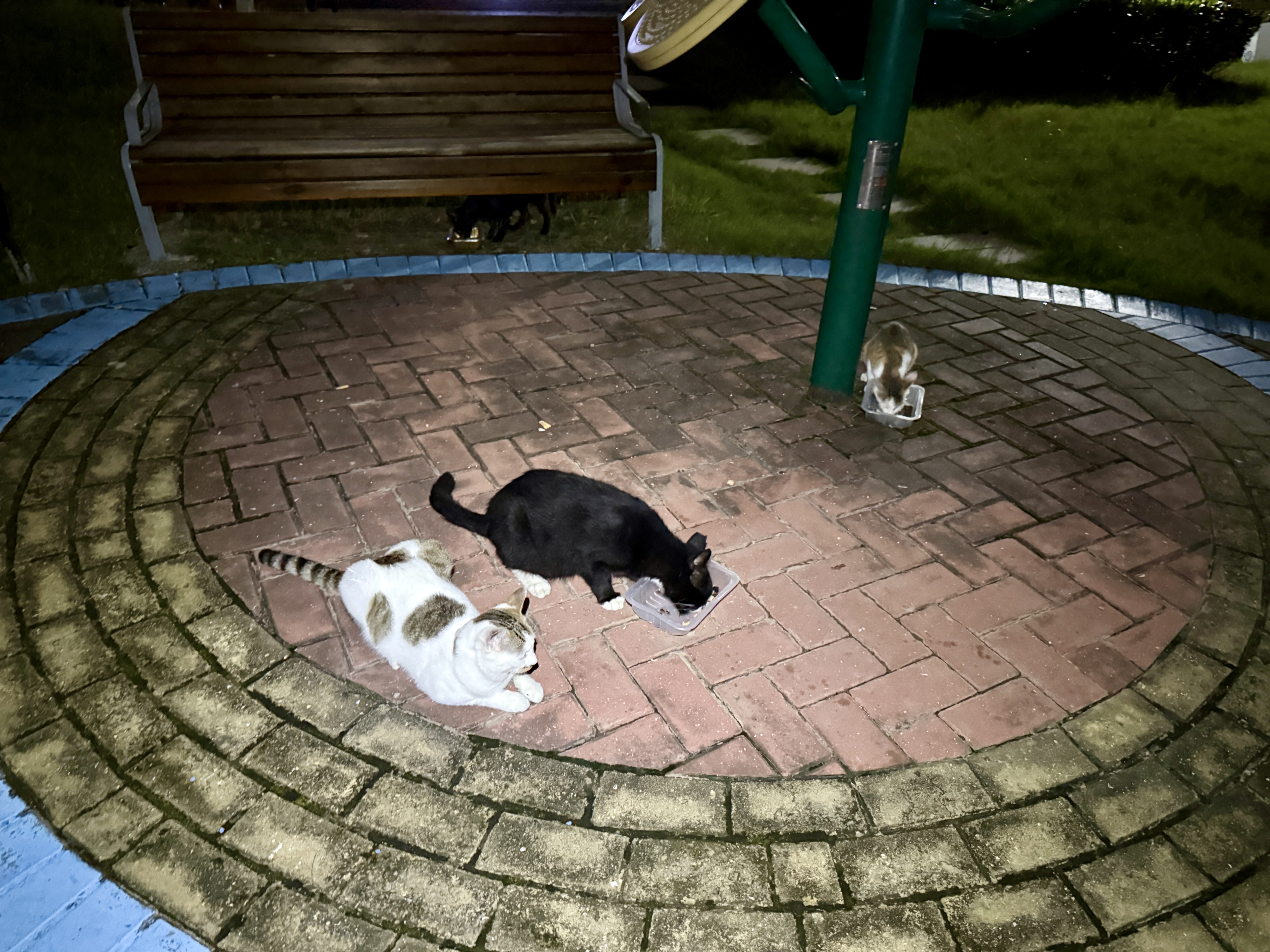 凯锐思猫罐头 猫零食猫湿粮红肉罐头幼猫成猫罐头【囤货装】170g*24 实拍图