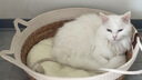 凯锐思猫粮7岁以上天然老年期猫粮全价猫粮1.5kg 实拍图