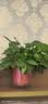京东绿植绿萝盆栽除甲醛花卉绿植办公室新房净化空气180早安盆4盆源头直 实拍图