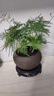 文竹盆栽绿植花卉盆景植物室内客厅水培文松云竹文竹大苗四季常青 文竹+舍得陶瓷盆+塑料圆底托 高度15-25cm 实拍图