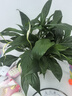 年宵花【热销款】白掌一帆风顺盆栽水培植物绿植过年装饰摆件年货 【店主推荐】特级白掌6-8株带花+早安盆+营养液 实拍图