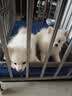 licheers狗狗厕所防踩屎小中大型犬宠物厕所金属铁架定点排便狗尿盆 实拍图