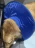 宜品达狗狗伊丽莎白圈加深大型犬狗狗防舔防咬项圈大号软圈柔软夏季脖套 （蓝色） L-内圈可调节23-46cm 实拍图