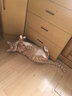 牧灵木天蓼超大磨牙棒猫玩具猫咪玩具自嗨解闷神器逗猫棒猫薄荷球耐咬 大号木天蓼磨牙棒 实拍图
