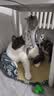 光多拉猫咪玩具兔毛八爪鱼逗猫棒自嗨解闷幼猫捕猎兔毛仿真章鱼丰荣玩具 实拍图