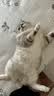 瓦克（WACKER）GM玻璃胶通用型厨卫密封胶美容胶中性耐候门窗硅酮胶结构胶米黄色 实拍图