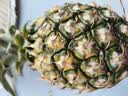 广东湛江徐闻菠萝 香水菠萝 热带水果 1个装大果 净重1.5-2斤 实拍图