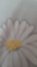 babycare婴儿理发器超低音自动吸发理发器儿童剃头发礼盒宝宝专用 【升级款】吸发-辛德白 实拍图