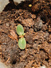HB-101植物活力素营养液1000ml兰花多肉僵苗促生长生根液花卉绿植通用 实拍图