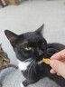 麦富迪 猫零食 小鱼饼干宠物猫咪零食 混合口味 235g 实拍图
