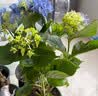 绣球花苗无尽夏带花苞四季开花绣球花盆栽庭院好养花卉植物室内花 无尽夏【大花绣球-无尽星河】 精品大苗【花期带花苞】原盆宽18cm高45cm 实拍图