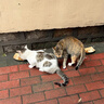 皇家猫粮 离乳期幼猫粮干湿套装BK34 2KG+幼猫湿粮罐头BMC 88g*6 实拍图