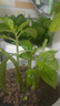 史丹利椰糠砖650g 椰土砖椰砖营养土脱盐花土耶砖种菜通用型 实拍图