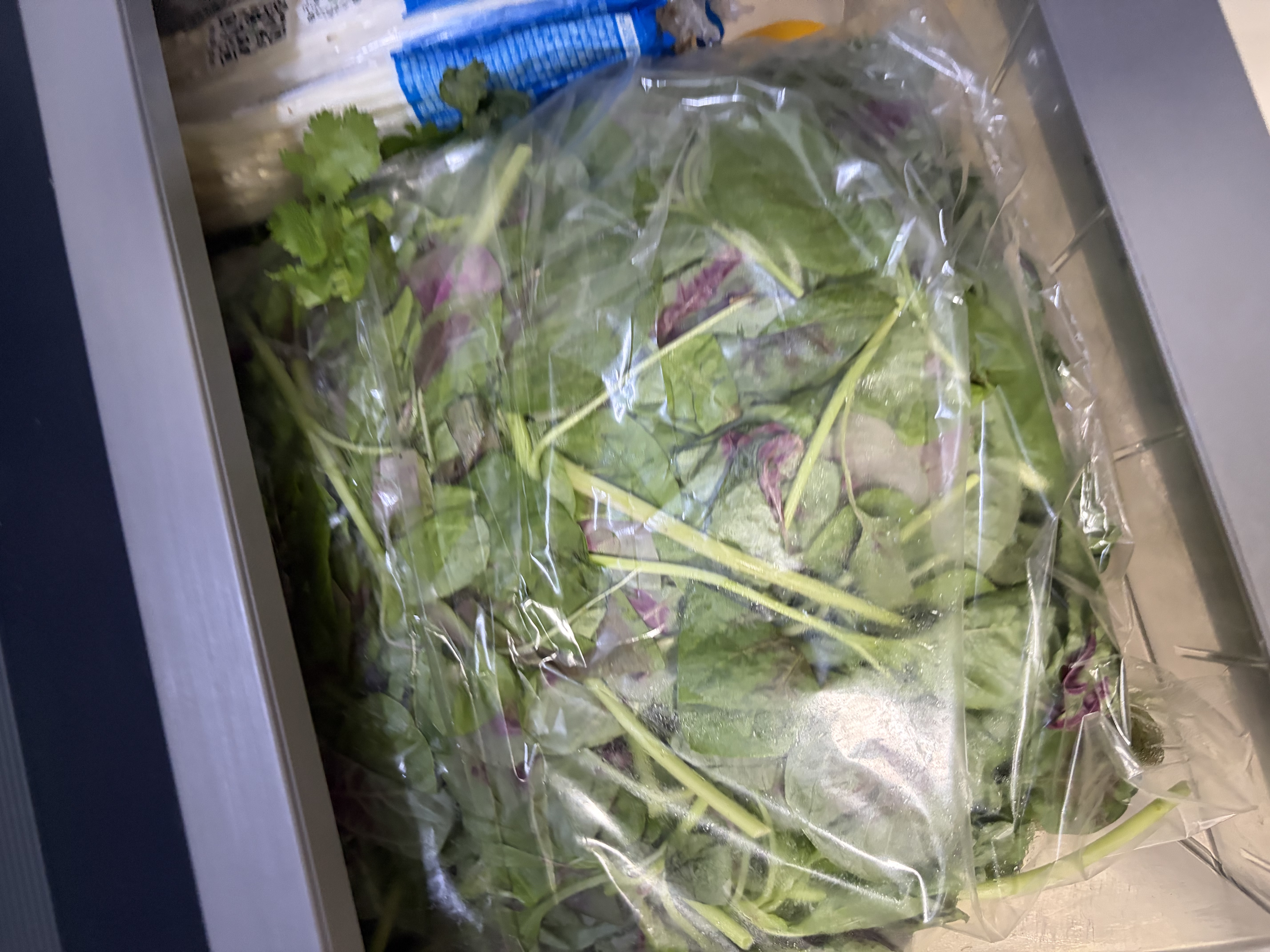 【苗苗菜】红米苋嫩尖350g 实拍图