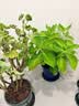 虹越（HONGYUE）大花绣球花盆栽苗 无尽夏花手鞠绣球八仙花庭院阳台花卉 【变色大花绣球】“无尽夏”1加仑 实拍图