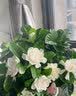 花翁栀子花盆栽四季开花卉大全树苗室内绿植好养易活茉莉花源头直发 实拍图