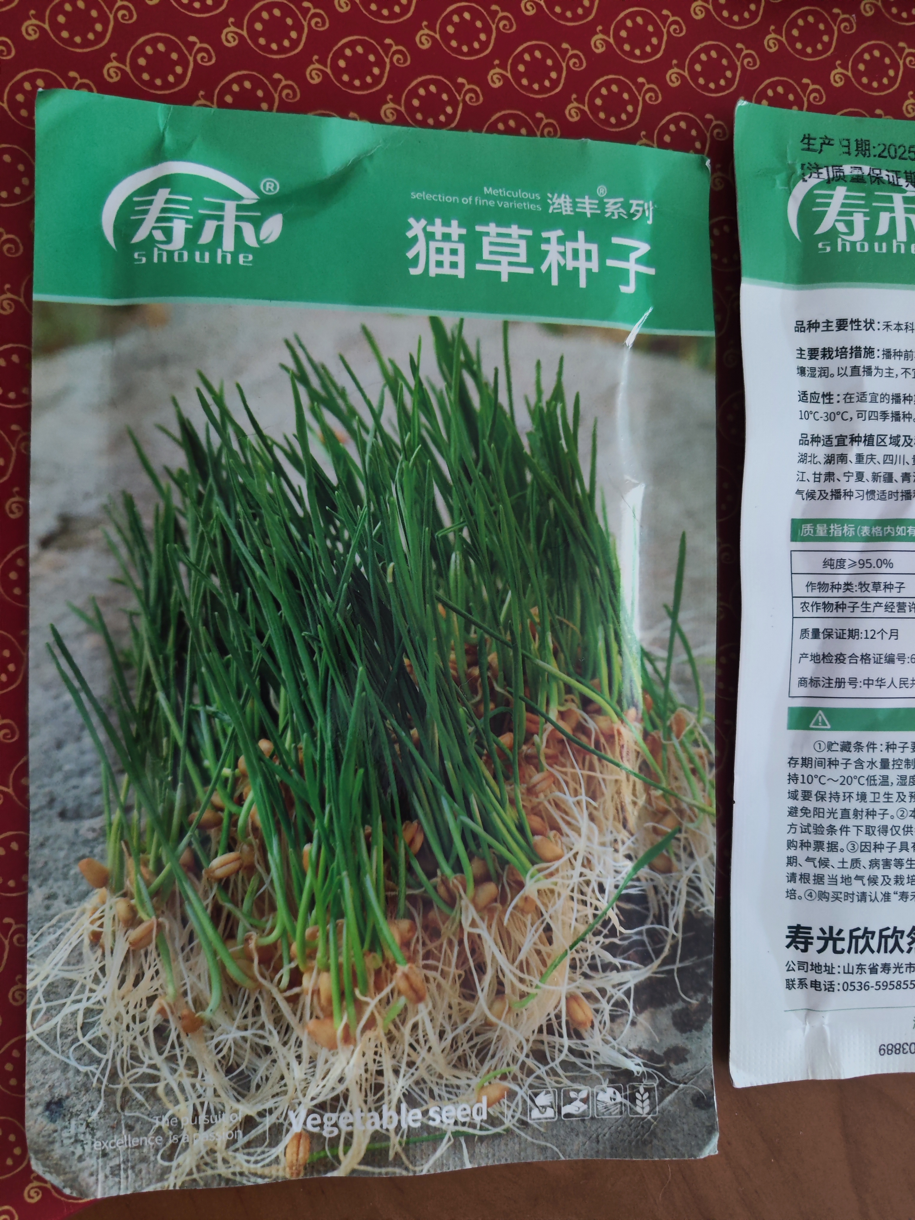寿禾猫草种子水培小麦草麦苗盆栽芽苗菜种植 潍丰猫草种子50g约1000粒 实拍图