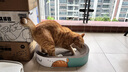 疯狂的主人猫抓板窝特大号猫玩具猫爪板猫抓盆不掉屑猫窝椭圆形瓦楞纸 实拍图