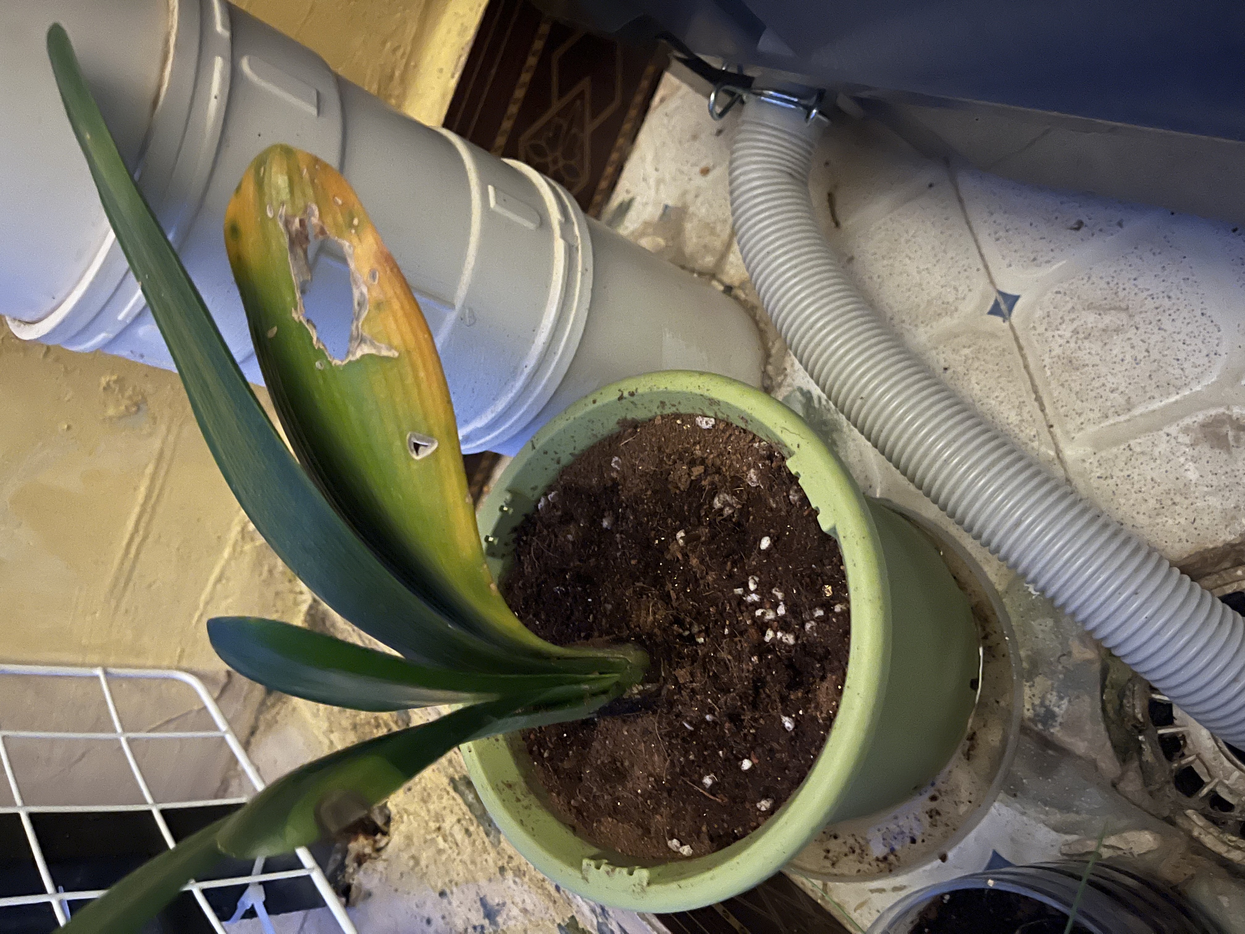 史丹利花盆家用树脂塑料盆栽加厚多肉月季阳台庭院加仑盆苹果绿高140mm 实拍图