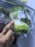 京鲜生&东升供港芥兰苗250g芥蓝 新鲜采摘炒菜火锅食材 广东源头直发 实拍图