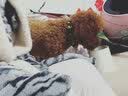 网易严选宠物零食 猫用浓汤奶昔爆珠罐 多重营养成猫 鸡肉鱼油味50g*6罐 实拍图