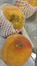 艾美特（AIRMATE）小吊扇学生宿舍床上电风扇大风力小风扇蚊帐扇微风吊扇电扇 标准款+2米调速线+遥控 标准款 实拍图