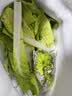 现摘毛白菜 新鲜脆嫩小白菜 露天种植 当季时令青菜包邮 安徽小白菜2斤（净重1.6斤） 实拍图