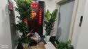 叹为观止大型植物发财树各种大颗盆栽开业乔迁客厅办公室内好养大型花卉 天堂鸟【1.5-1.7米】 含盆 实拍图