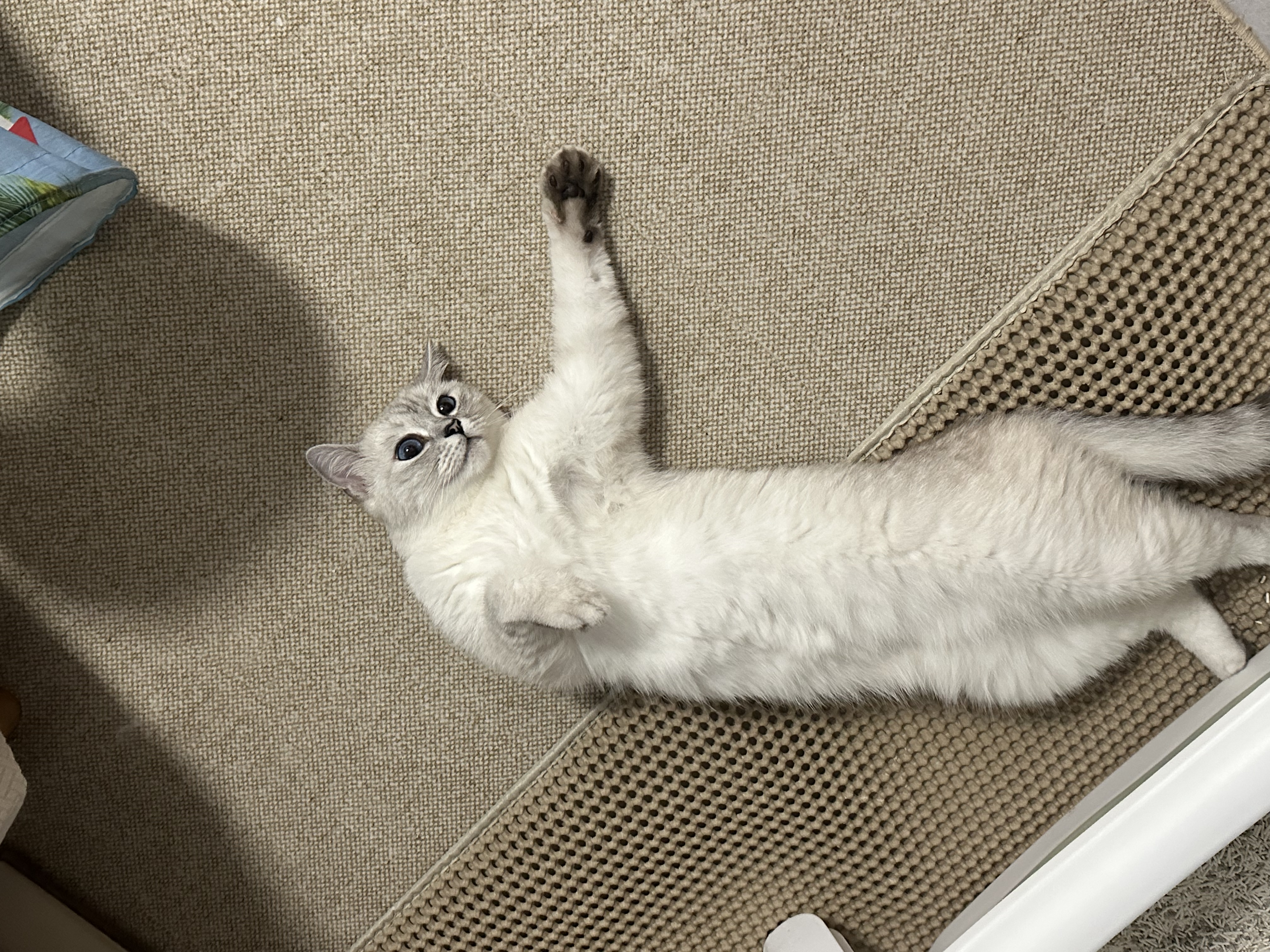 pidan经典混合猫砂 豆腐膨润土混合 3.6kg款8包装 实拍图