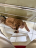 疯狂小狗宠物狗零食火腿肠训犬奖励成幼犬通用  脆骨鸡肉肠360g(18g*20) 实拍图