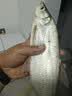 钓迷（fishingfans）快鲨超远投路亚竿泛用淡海水钓鱼杆鲈鳜黑坑岸投抛竿2.7米直柄MH 实拍图