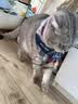 鲜朗低温烘焙猫粮无谷全阶段通用型鲜郎营养高蛋白鸡肉全价猫粮囤货装 烘焙猫粮2kg*4【囤货装】 实拍图