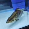 大鳜鱼苗批发淡水养殖食用附近本地桂花斑鳜特大号规格冷水观赏鱼贵桂鱼苗 正宗鳜鱼苗7-9厘米3条【送2条防损】 晒单实拍图