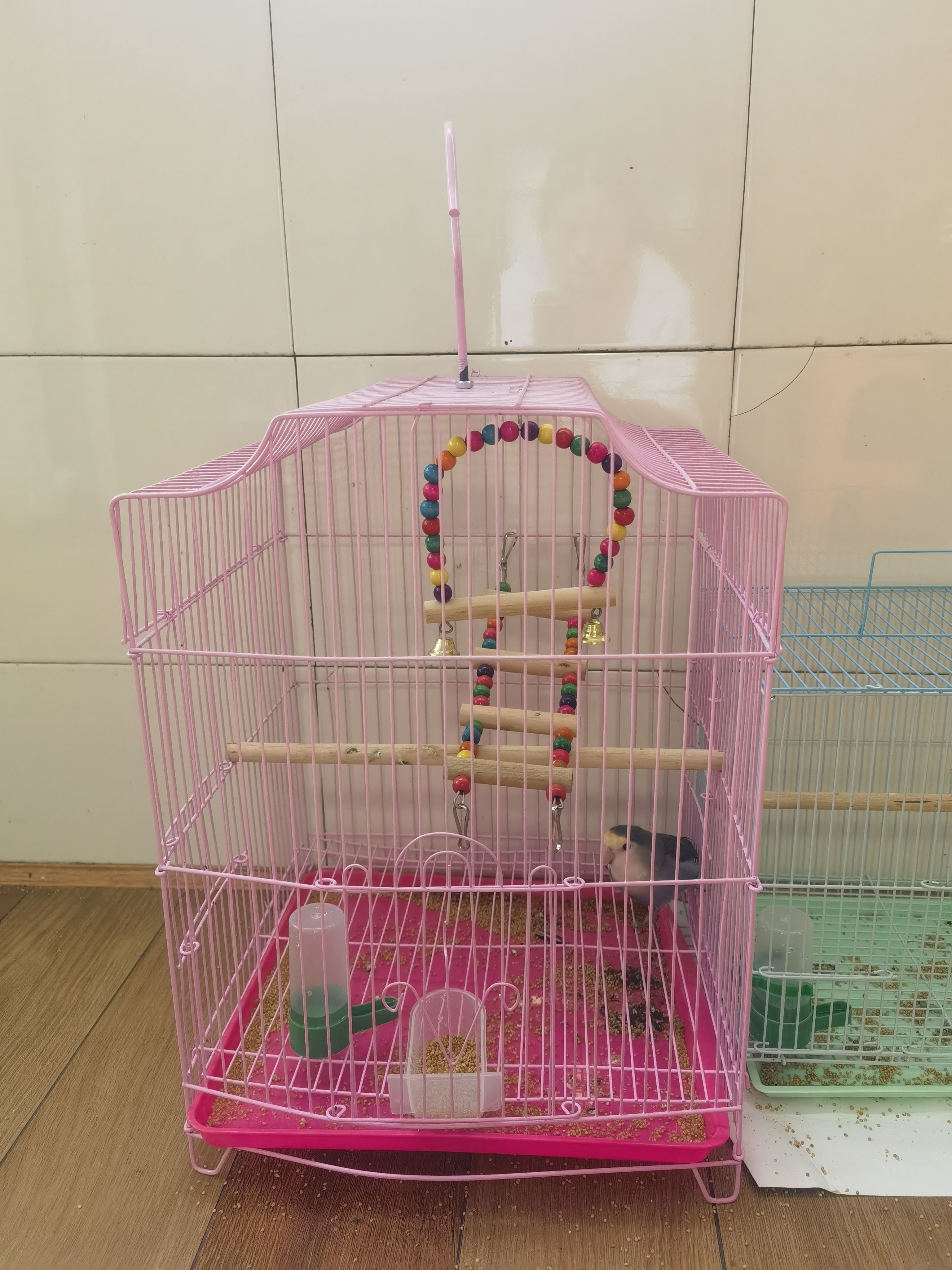 万宠汇 鸟活体虎皮鹦鹉笼养牡丹玄风活鸟学说话手养小太阳鹦鹉宠物鹦鹉 蓝银牡丹鹦鹉1只 实拍图
