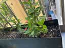 墨斗鱼通用型营养土10L 家庭园艺多肉花土泥炭椰糠育苗种菜花肥果蔬土壤 实拍图
