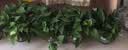 京东绿植绿萝盆栽除甲醛花卉绿植办公室新房净化空气180加仑4盆装源头直发 实拍图