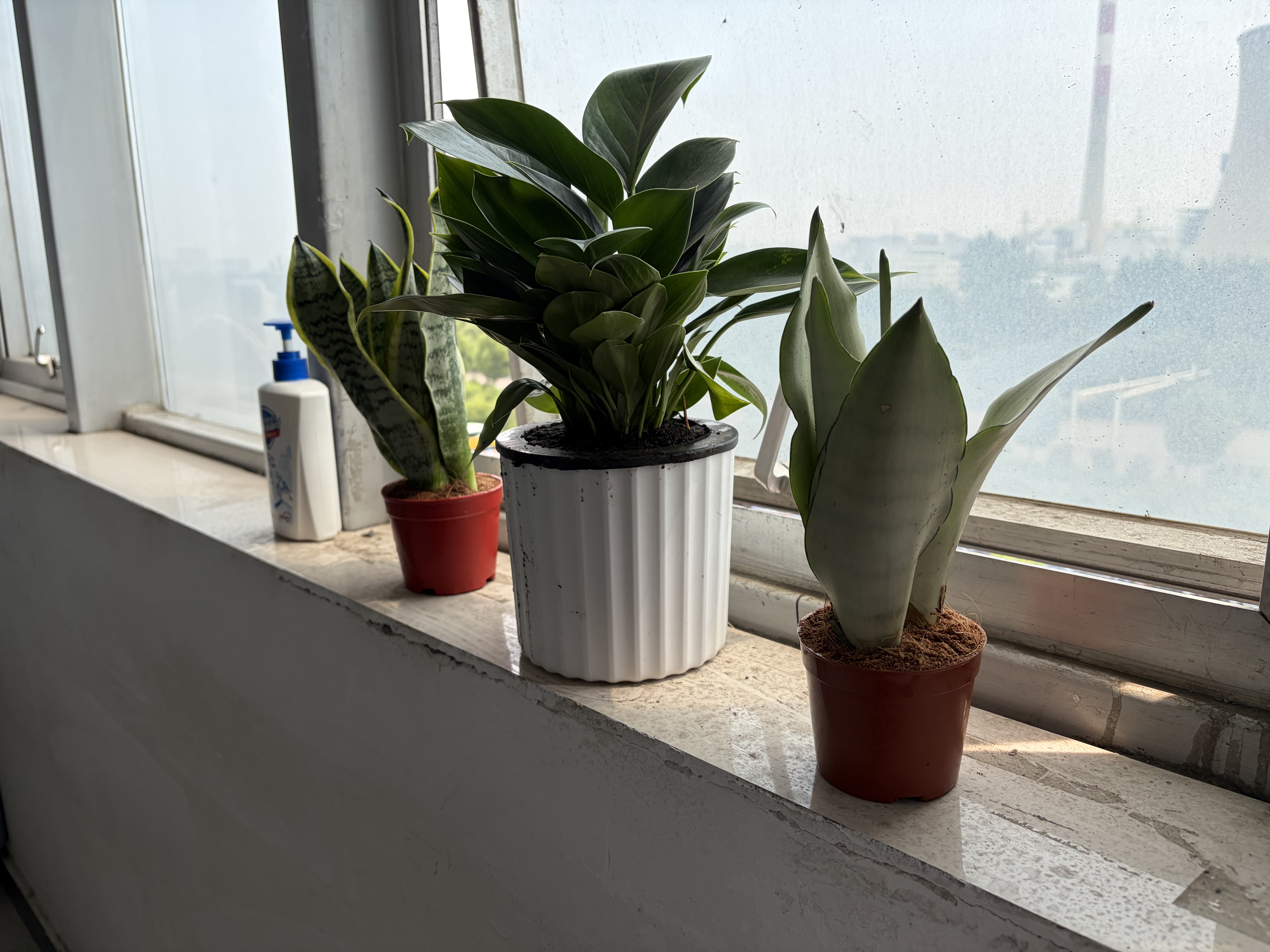 萌肉居白玉虎皮兰绿植土培客厅植物盆栽虎尾兰白玉虎皮兰原盆源头直发 实拍图