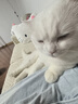 皇家猫粮 英短成猫粮 BS34 通用粮 12月以上 2KG 实拍图