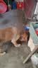 好主人金毛拉布拉多成犬专用狗粮全价中大型犬专用粮10kg/20斤 实拍图