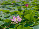 瑞幸咖啡0糖0脂浓缩咖啡液 大容量茉莉美式风味冰美式速溶黑咖啡18ml*32杯 实拍图