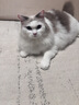 皇家泌尿道处方猫粮LP34稀释尿液溶解鸟粪石猫全价处方粮配方粮3.5KG 实拍图