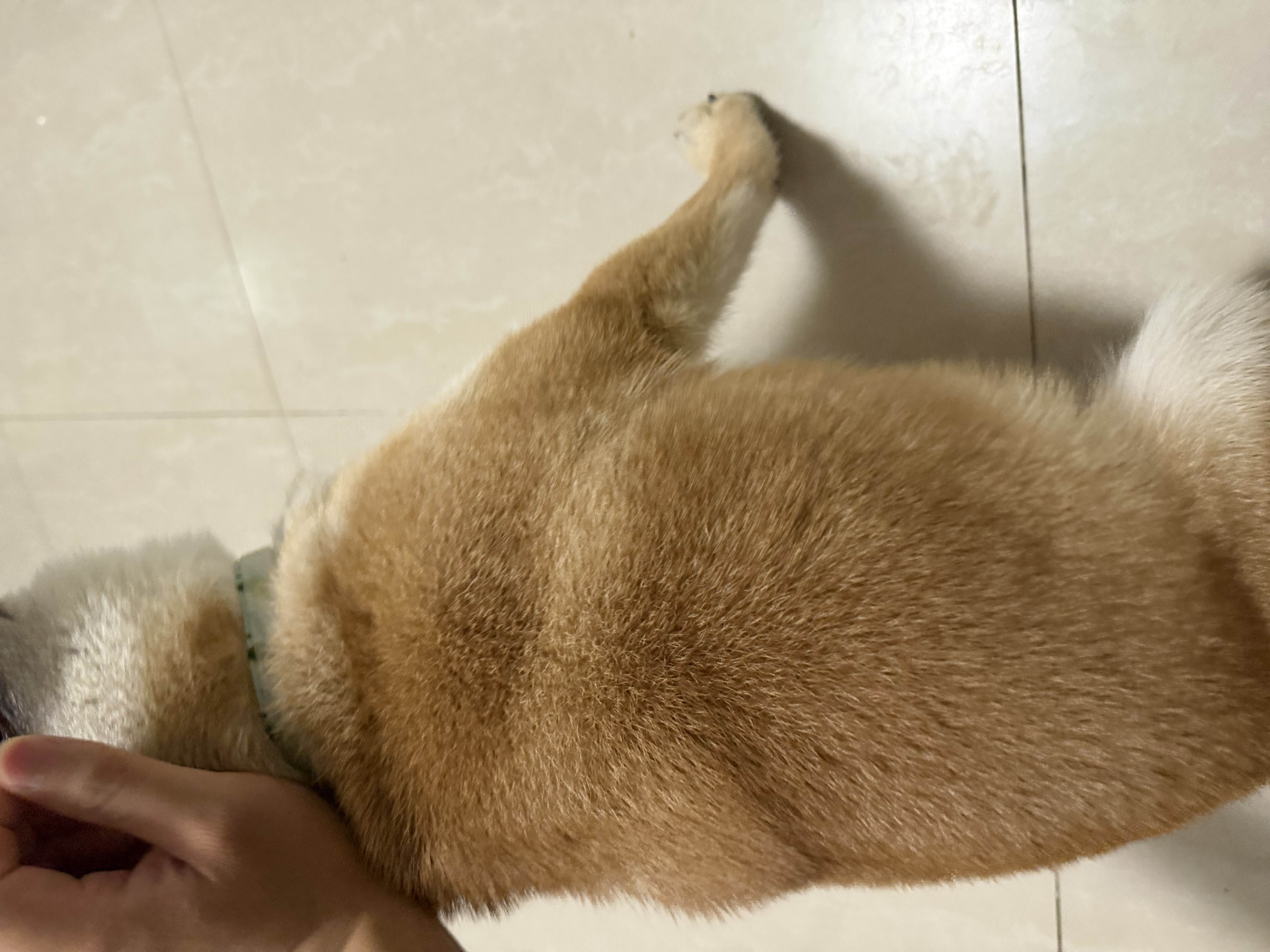 HELLOJOY猫咪驱虫项圈狗狗猫宠物狗猫圈除跳蚤猫猫幼猫小猫小狗体外去跳蚤 实拍图