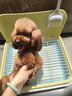 HELLOJOY狗厕所中型小型犬专用防踩屎便盆尿尿盆非不锈钢大小便神器狗砂盆 实拍图