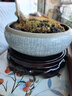 明恩木质底座花盆摆件托架佛像圆木红木底座圆形托盘圆底盘 圆底座 直径19cm 实拍图