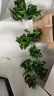 京东绿植绿萝盆栽除甲醛花卉绿植办公室新房净化空气 120款10盆源头直发 实拍图