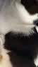 HELLOJOY猫梳子狗狗毛猫毛梳毛刷打薄刮毛神器去底绒防掉毛猫咪宠物开结刀 实拍图